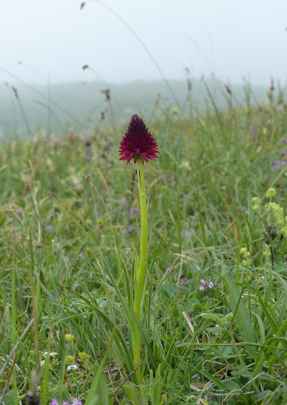 Nigritella cenisia e Nigritella rhellicani  Savoia francese   luglio 2023.